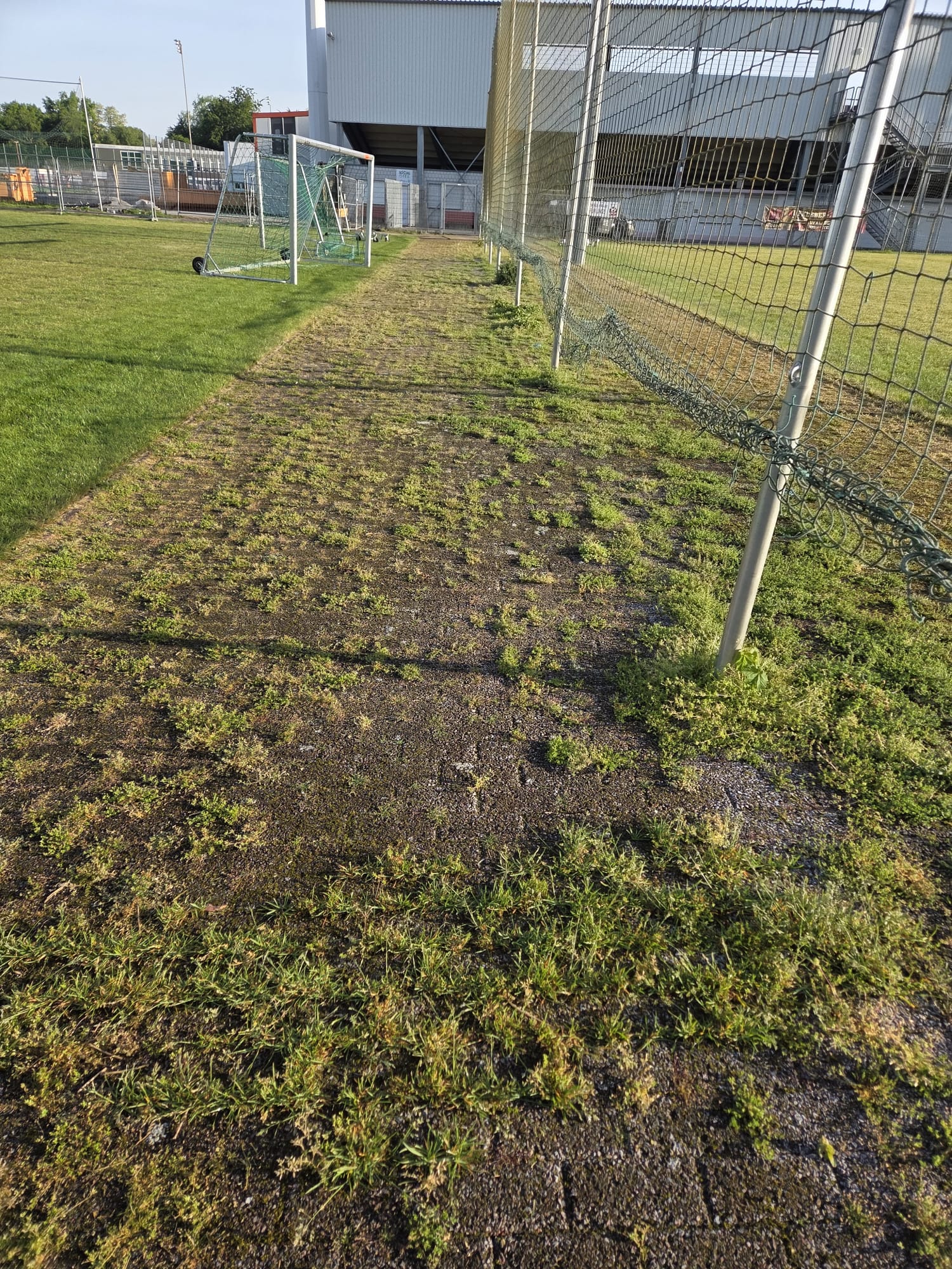Zugewachsener Pflasterweg an einer Sportanlage vor der Reinigung